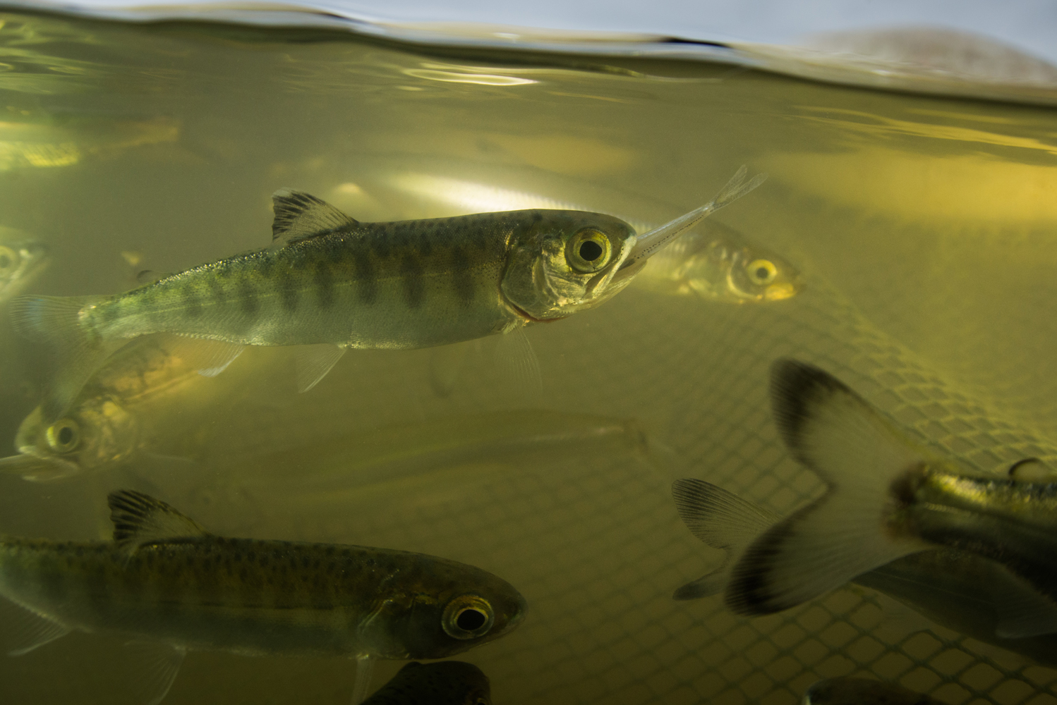 DFO closes Skeena watershed to chinook salmon fishing - Campbell River  Mirror